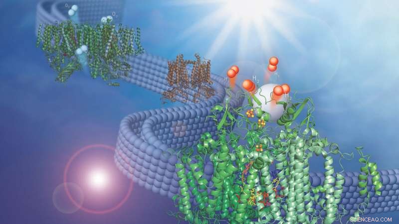 Harnessing Natural Membrane Adaptation to Produce Hydrogen Fuel from Water