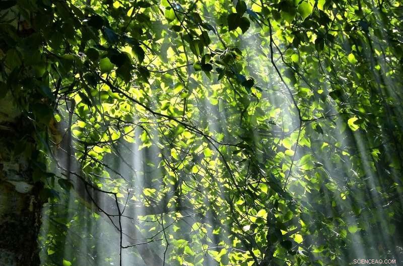 Harnessing Light: Renewable Power Stations Powered by Solar Energy