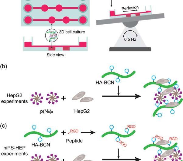 Advanced 3D Hepatocyte Culturing on a Liver-on-a-Chip Platform