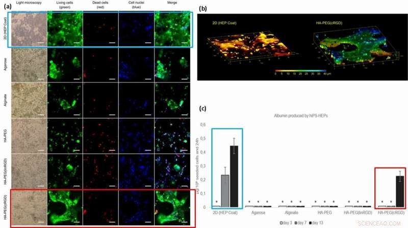 Advanced 3D Hepatocyte Culturing on a Liver-on-a-Chip Platform