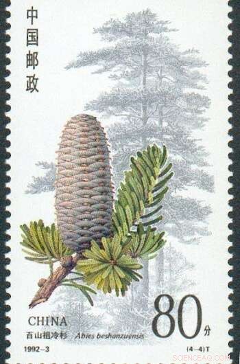 Scientists Urgently Study Endangered Chinese Fir for Cancer‑Fighting Compounds