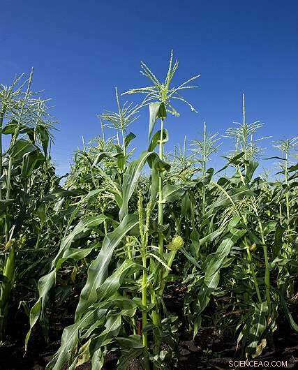 Scientists Unveil Novel Structural Architecture in Corn Stalks