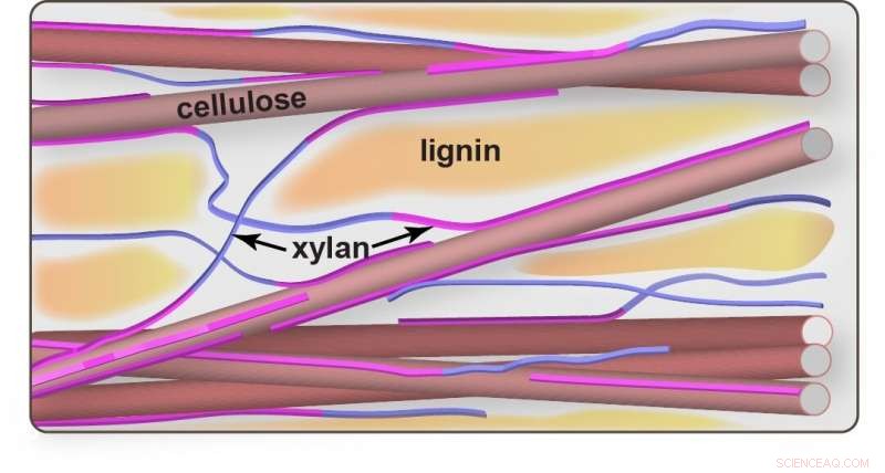 Scientists Unveil Novel Structural Architecture in Corn Stalks