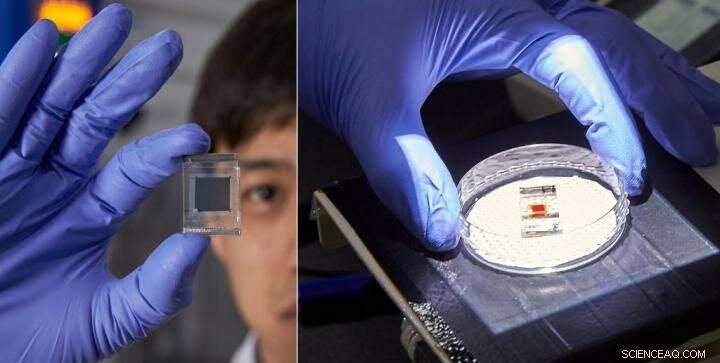 Introducing Lead-Free Perovskite Solar Cells: A Safer, High-Performance Alternative