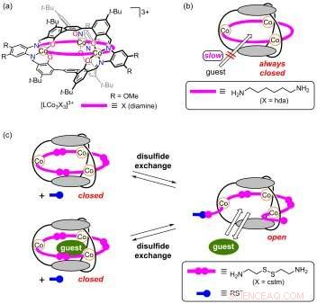 Reversible Cage‑Like Molecule Unlockable by Thiolate‑Mediated Disulfide Cleavage