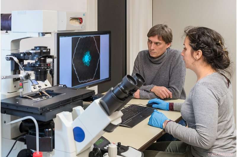 Engineered Cells Achieve Intercellular Communication