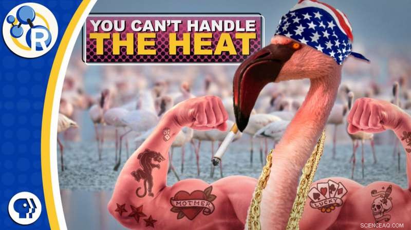 Why Flamingos Are More Than Just a Pretty Face: Surprising Facts & Survival Skills