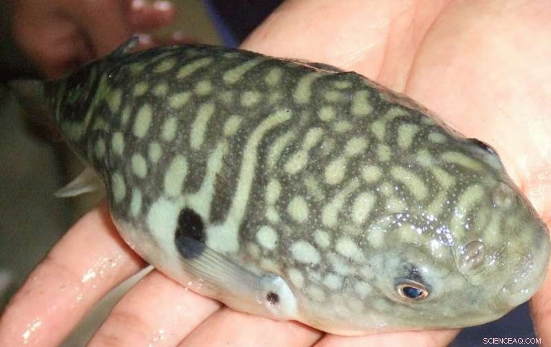 The Secret Behind Pufferfish’s (Fugu) Delectable Flavor