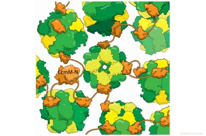 Inside Bacteria: Building Hyper‑Efficient Photosynthetic Machines