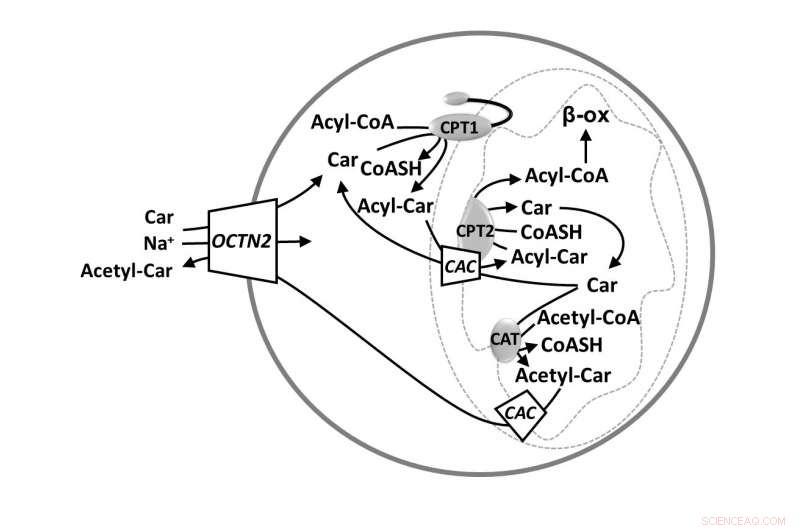 OCTN Transporters: Key Players in Human Health, Drug Development, and Diagnostics