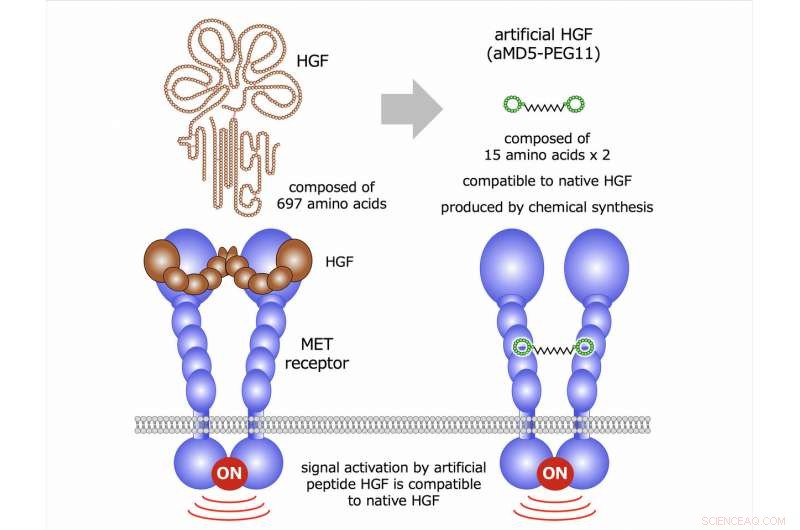 Scientists Achieve Breakthrough: Synthetic Growth Factor Matches Native Protein Functionality