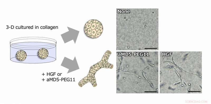 Scientists Achieve Breakthrough: Synthetic Growth Factor Matches Native Protein Functionality