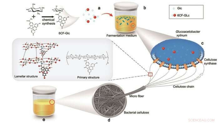 Researchers Harness Microbes to Produce Functional Bacterial Cellulose In Situ