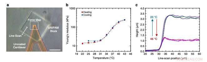 Scientists Engineer 3D Microstructures Responsive to Temperature and Light