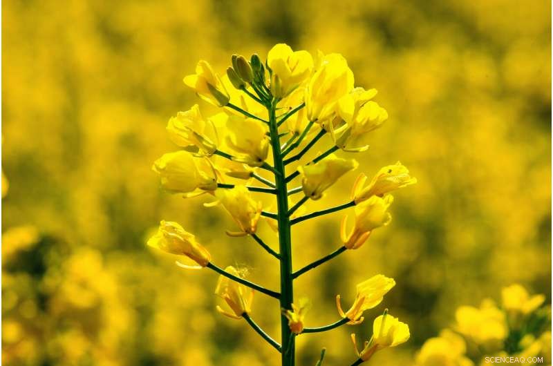 The Bitter Truth About Rapeseed Protein: Benefits & Challenges