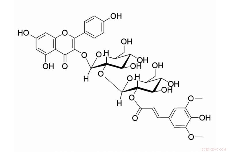 The Bitter Truth About Rapeseed Protein: Benefits & Challenges