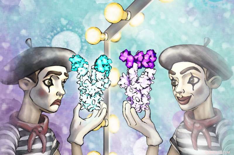 Antibody Mimics ACE2 to Neutralize SARS-CoV: A Novel Mechanism