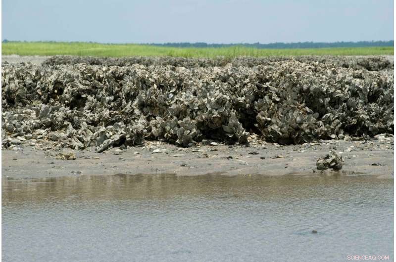 New Heat‑Free, Non‑Toxic Adhesive Inspired by Mussel Chemistry