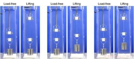 Self-Growing Materials That Strengthen Under Mechanical Force