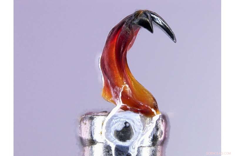 Mollusk’s Magnetic Teeth Promise Next-Gen Materials & Energy Solutions