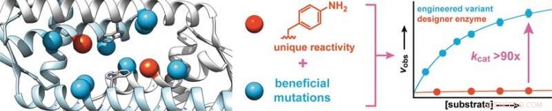 Engineering Novel Enzymes: Directed Evolution of Designer Proteins with Unnatural Catalytic Residues