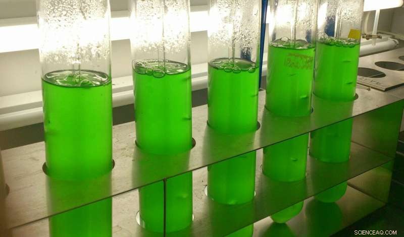 New Cyanobacteria-Derived Sugar Shows Promise as Safe, Natural Herbicide