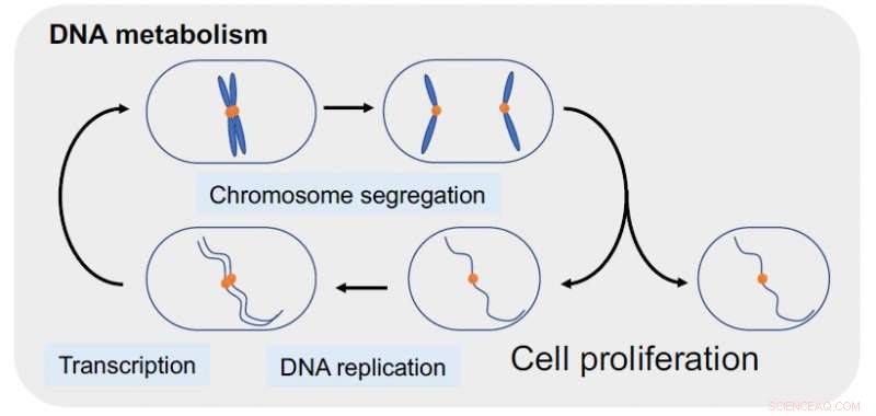ICRF‑193 Unveils Anti‑Cancer Mechanism in Yeast Cells