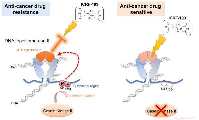 ICRF‑193 Unveils Anti‑Cancer Mechanism in Yeast Cells