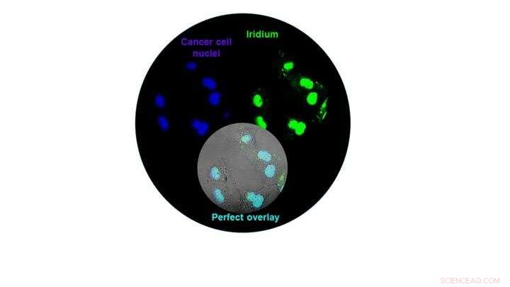 Iridium-Based Metal Compound Kills Cancer Cells When Activated by Light