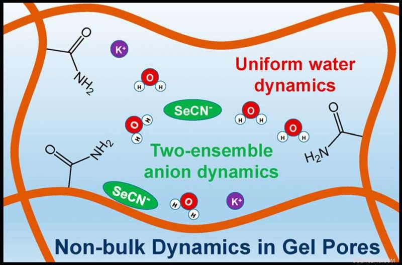 Hydrogels Transform Water and Solute Dynamics
