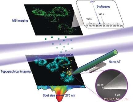 Nanoscale Single-Cell Imaging of Chemical Distribution via Near-Field Desorption Mass Spectrometry