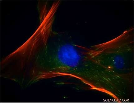 Advanced Bioplotting of Bone‑Mimetic 3‑D Scaffolds for Enhanced Osteogenesis