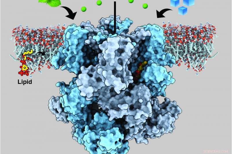 New Target for Chronic Pain and Migraine: Structural Insights into Cold- and Menthol-Sensing Nerve Cells