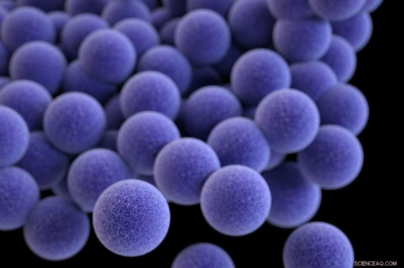 Rutgers Scientists Unveil Genes That Enable Staphylococcus Bacteria to Resist Copper Treatments
