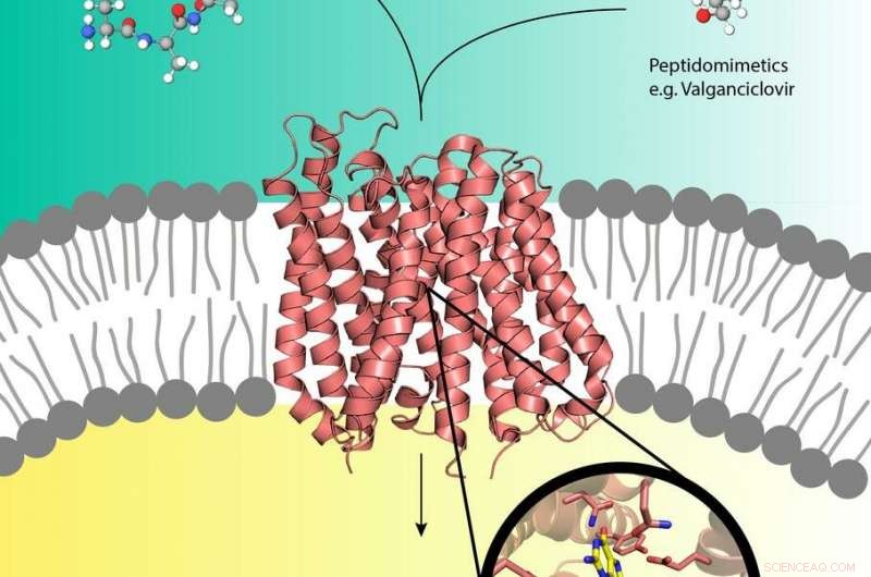 X-rays Reveal Active Structure of a Drug Transporter