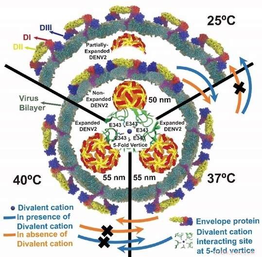 Dengue Virus Dynamics Unveiled: New Structural Insights from NUS Biophysicists