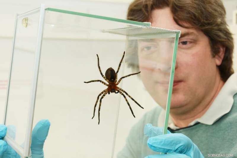 PETRA III X-ray Imaging Uncovers Spider Leg Adhesive Hair Structures