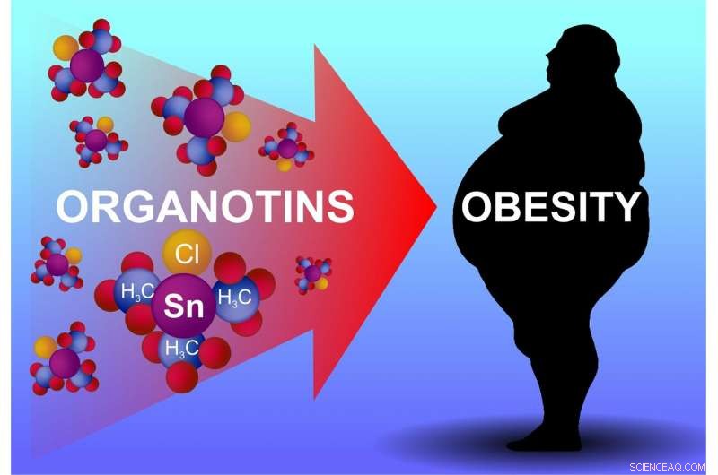 Medical Experts Warn: Organotin Poisoning Linked to Obesity