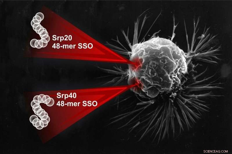 New Oligonucleotide Approach Cuts Telomerase Tenfold, Halting Cancer Cell Immortality