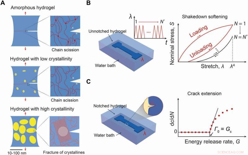 Advanced Hydrogels Designed to Resist Fatigue Fracture