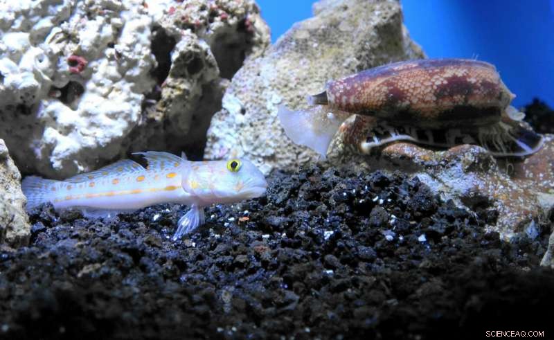 Marine Cone Snail Venom Shows Promise in Enhancing Insulin Therapy for Diabetes