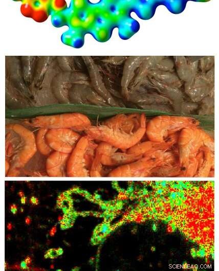 Scientists Create First‑Ever Probes to Visualize Physical Forces Inside Living Cells