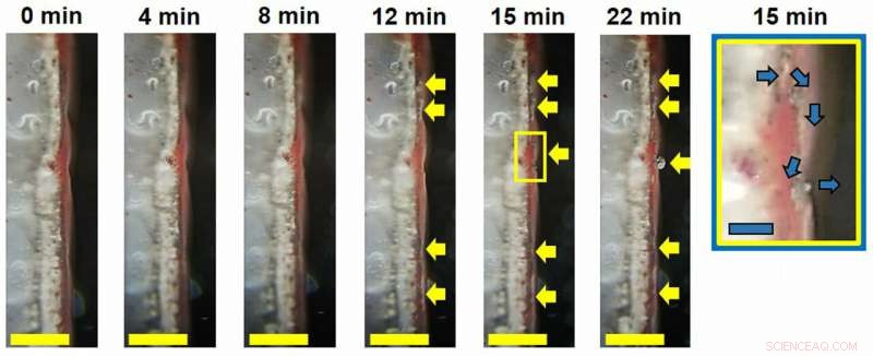 Red Phosphorus Layer Safeguards Lithium Metal Batteries from Short Circuits