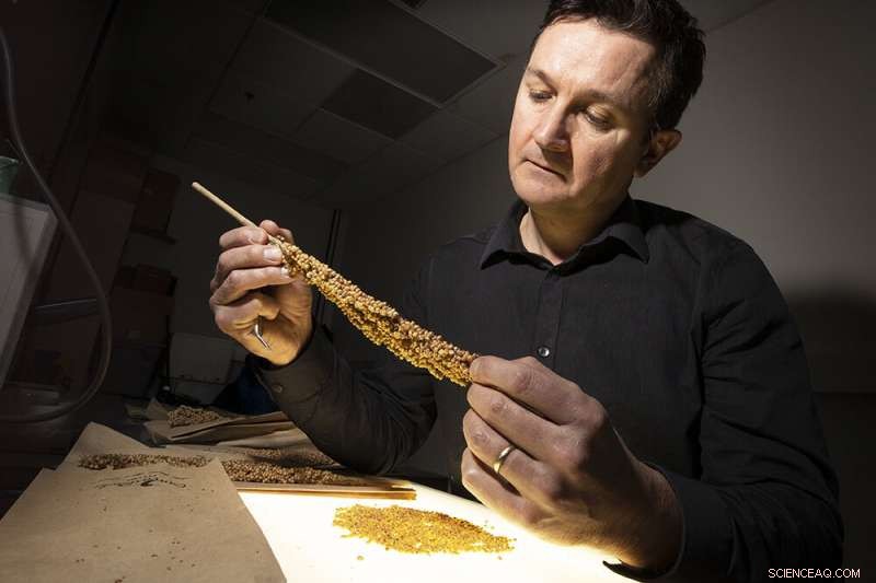 Boosting Nutrition: Genetic Advances in Popcorn and Sorghum