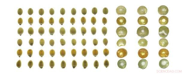 Boosting Nutrition: Genetic Advances in Popcorn and Sorghum