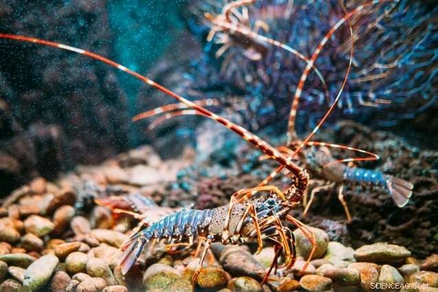 Lobster Underbelly: Tough, Rubber‑Like Armor Protects Its Inner Life