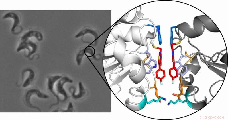 Revolutionary Therapy Targets African Sleeping Sickness