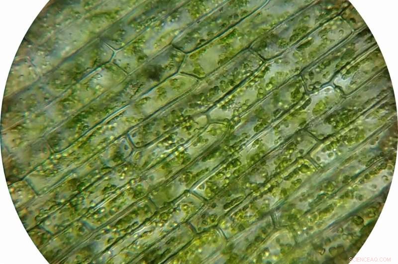 Oxford Scientists Uncover CHLORAD Pathway: A Breakthrough for Resilient Crops