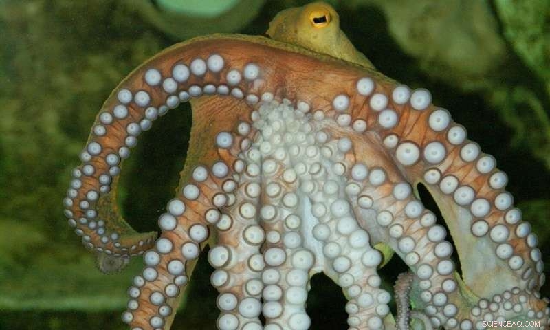 Squid-Derived Protein Offers Sustainable Alternative to Conventional Plastics