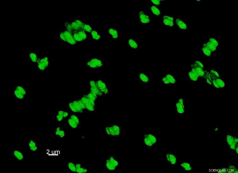 How Dietary Fiber Promotes Clumping of Gut Matter, Enhancing Digestive Health